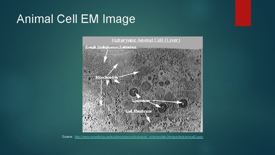 Animal Cell EM Image Source: http: //www. umanitoba. ca/faculties/science/biological_sciences/lab 3/images/eukanimal 5. jpeg 