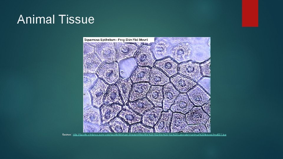 Animal Tissue Source: http: //faculty. clintoncc. suny. edu/faculty/Michael. Gregory/files/Bio%20102%20 Laboratory/animal%20 tissues/img 001. jpg 
