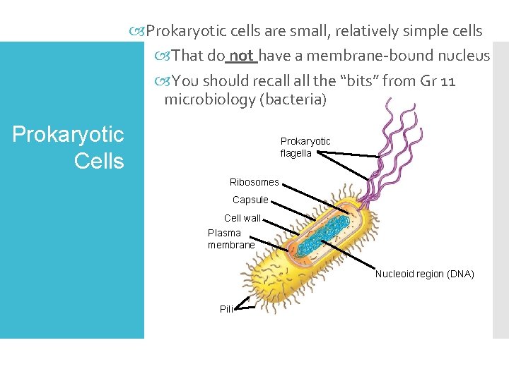  Prokaryotic cells are small, relatively simple cells That do not have a membrane-bound