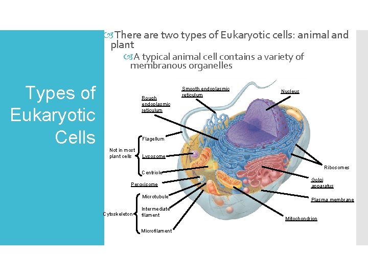  There are two types of Eukaryotic cells: animal and plant A typical animal