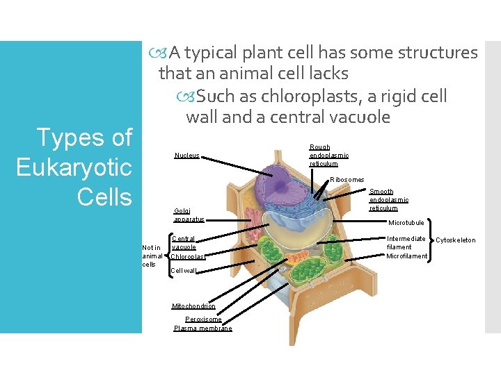 Types of Eukaryotic Cells A typical plant cell has some structures that an animal