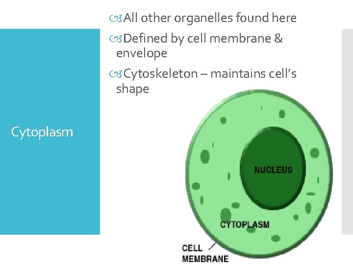  All other organelles found here Defined by cell membrane & envelope Cytoskeleton –