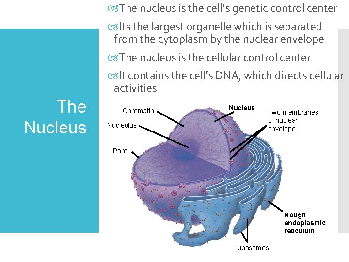  The nucleus is the cell’s genetic control center Its the largest organelle which