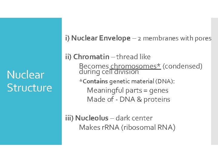 i) Nuclear Envelope – 2 membranes with pores Nuclear Structure ii) Chromatin – thread