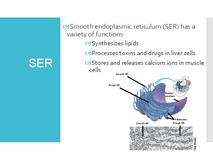  Smooth endoplasmic reticulum (SER) has a variety of functions Smooth ER Rough ER