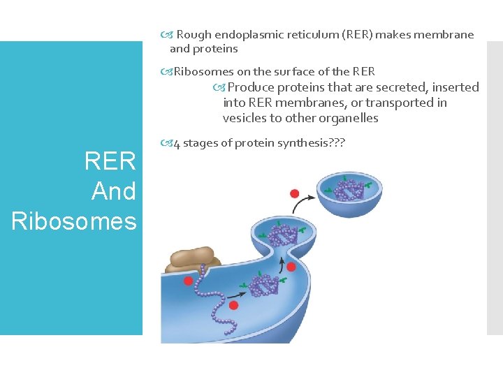  Rough endoplasmic reticulum (RER) makes membrane and proteins Ribosomes on the sur face