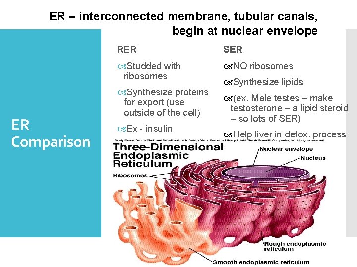 ER – interconnected membrane, tubular canals, begin at nuclear envelope ER Comparison RER SER