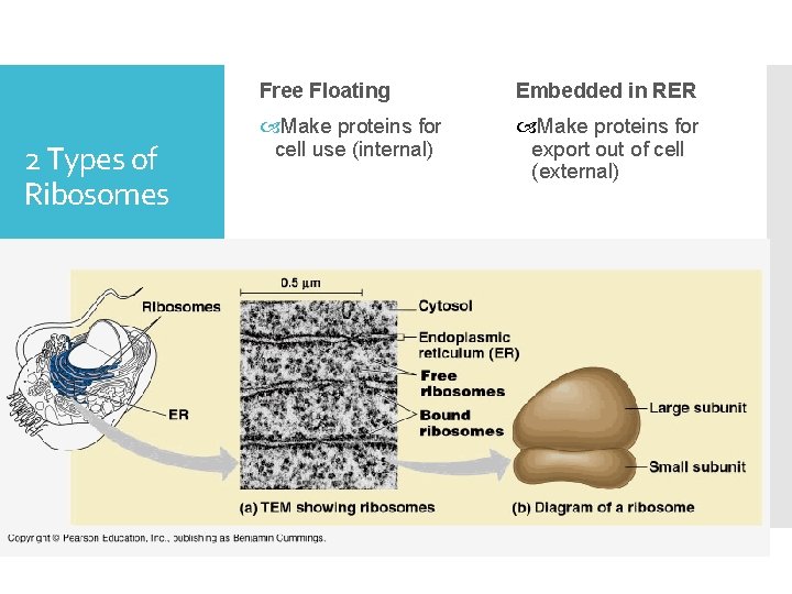 2 Types of Ribosomes Free Floating Embedded in RER Make proteins for cell use
