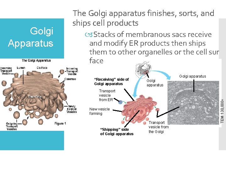  Stacks of membranous sacs receive and modify ER products then ships them to