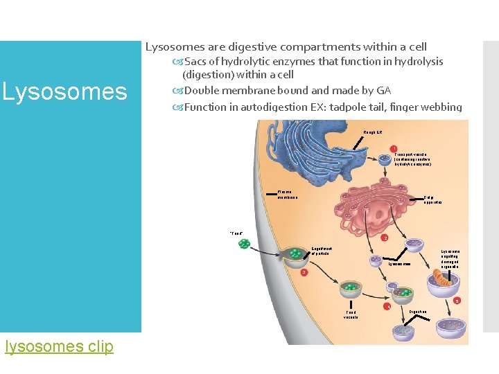 Lysosomes are digestive compar tments within a cell Lysosomes Sacs of hydrolytic enzymes that