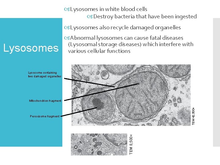  Lysosomes in white blood cells Destroy bacteria that have been ingested Lysosomes also