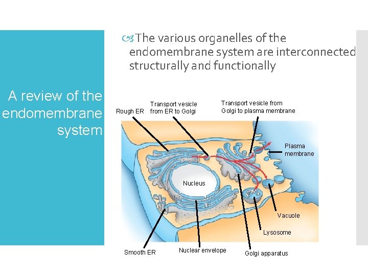  The various organelles of the endomembrane system are interconnected structurally and functionally A