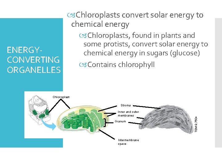  Chloroplasts convert solar energy to chemical energy ENERGYCONVERTING ORGANELLES Chloroplasts, found in plants
