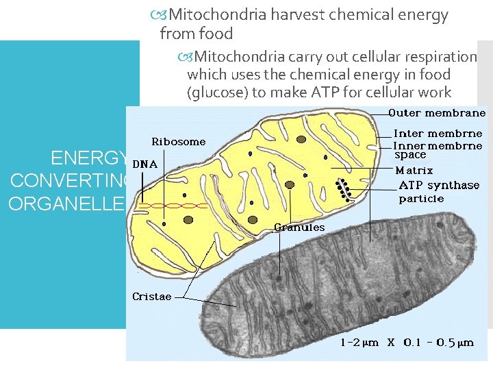  Mitochondria harvest chemical energy from food Mitochondria carry out cellular respiration which uses