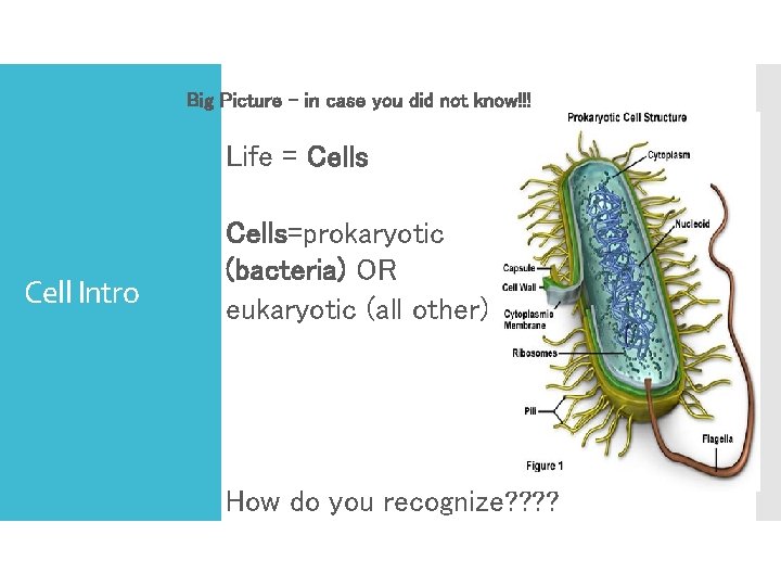 Big Picture – in case you did not know!!! Life = Cells Cell Intro