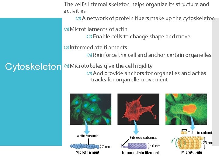 The cell’s internal skeleton helps organize its structure and activities A network of protein