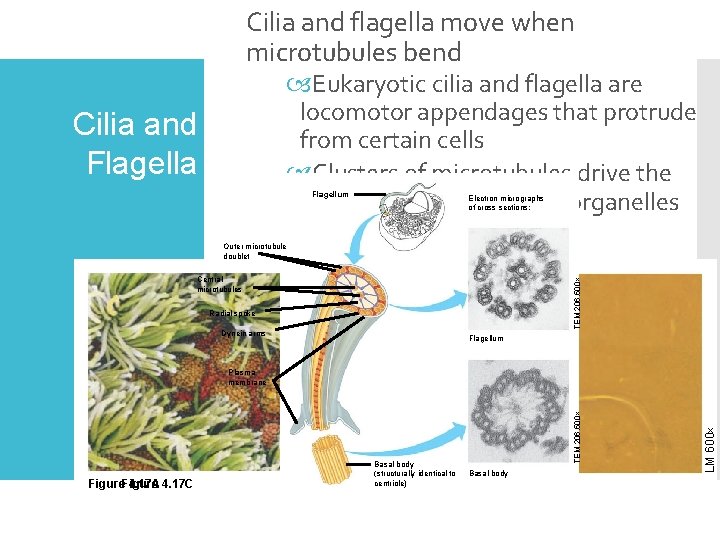 Cilia and flagella move when microtubules bend Eukaryotic cilia and flagella are locomotor appendages