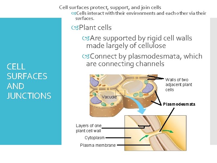 Cell sur faces protect, support, and join cells Cells interact with their environments and