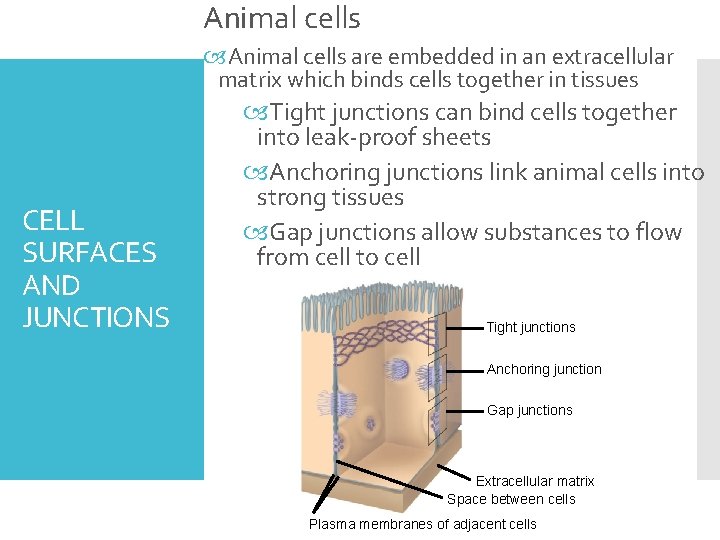 Animal cells are embedded in an extracellular matrix which binds cells together in tissues