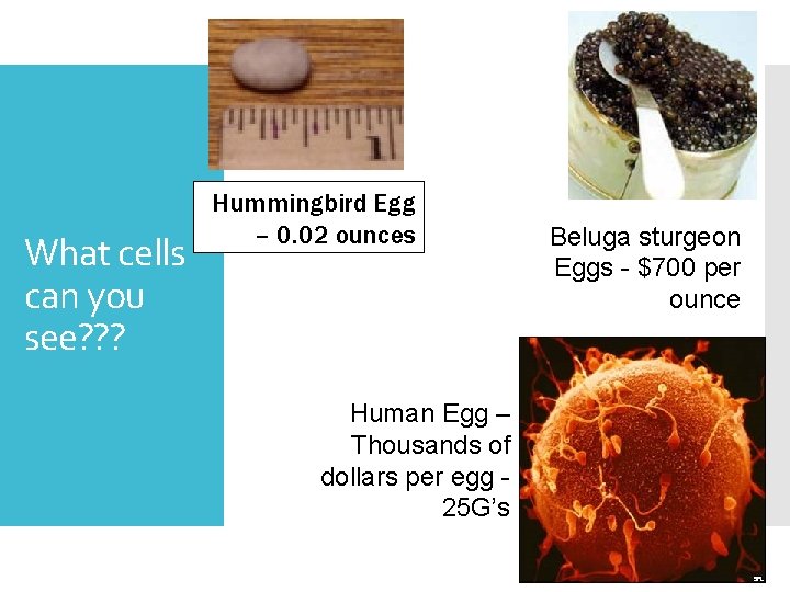 What cells can you see? ? ? Hummingbird Egg – 0. 02 ounces Human