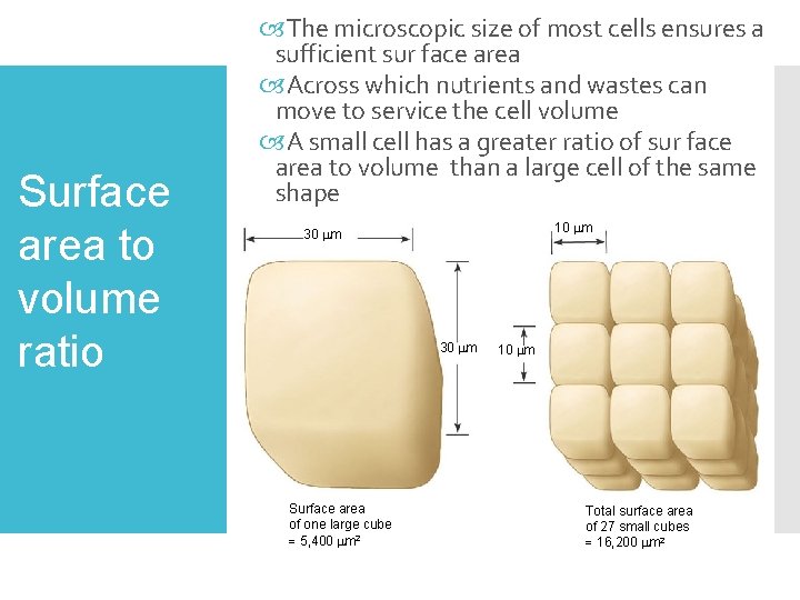 Surface area to volume ratio The microscopic size of most cells ensures a sufficient