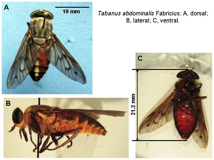 A 10 mm Tabanus abdominalis Fabricius: A, dorsal; B, lateral; C, ventral. B 21.