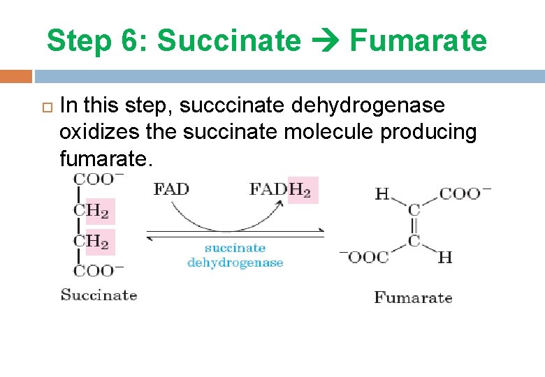 Step 6: Succinate Fumarate In this step, succcinate dehydrogenase oxidizes the succinate molecule producing