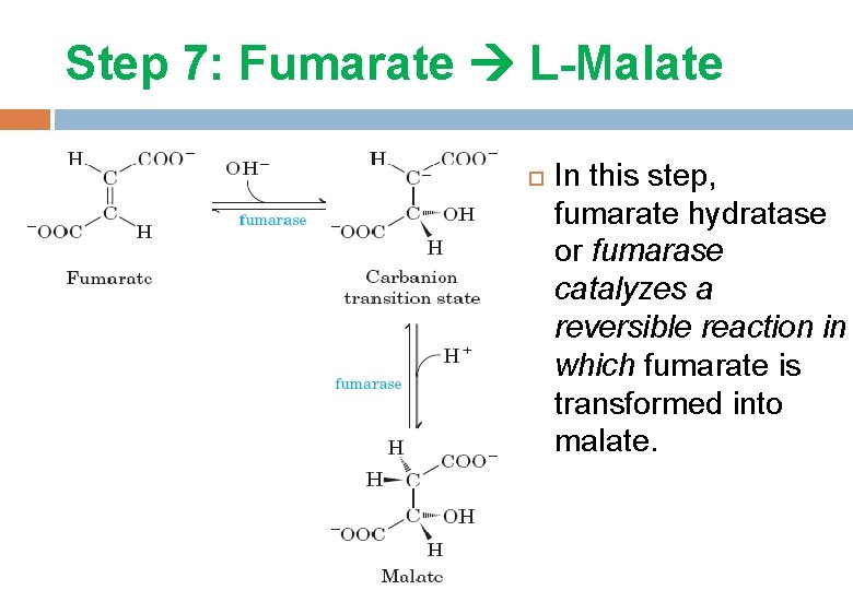 Step 7: Fumarate L-Malate In this step, fumarate hydratase or fumarase catalyzes a reversible