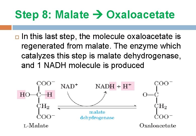 Step 8: Malate Oxaloacetate In this last step, the molecule oxaloacetate is regenerated from