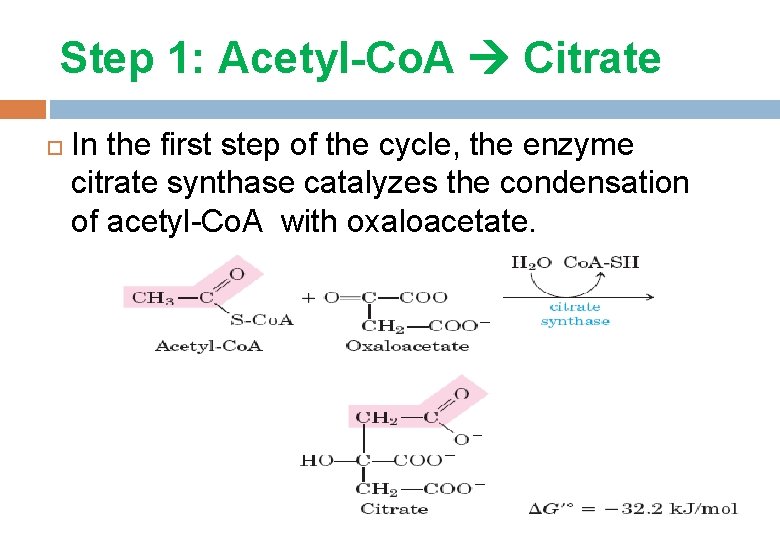 Step 1: Acetyl-Co. A Citrate In the first step of the cycle, the enzyme