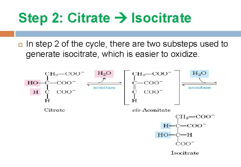 Step 2: Citrate Isocitrate In step 2 of the cycle, there are two substeps