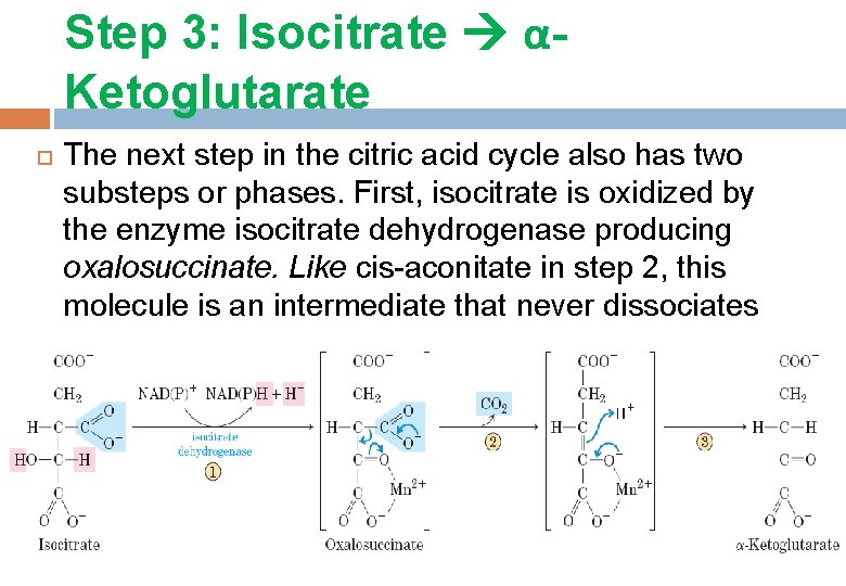 Step 3: Isocitrate αKetoglutarate The next step in the citric acid cycle also has