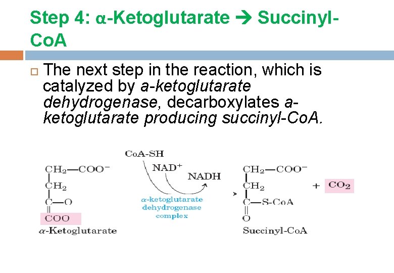 Step 4: α-Ketoglutarate Succinyl. Co. A The next step in the reaction, which is