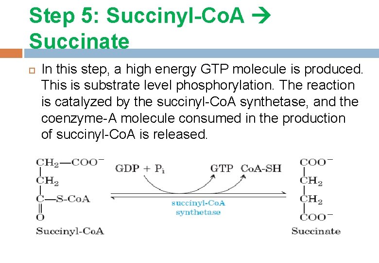 Step 5: Succinyl-Co. A Succinate In this step, a high energy GTP molecule is