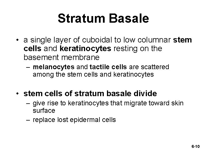 Stratum Basale • a single layer of cuboidal to low columnar stem cells and