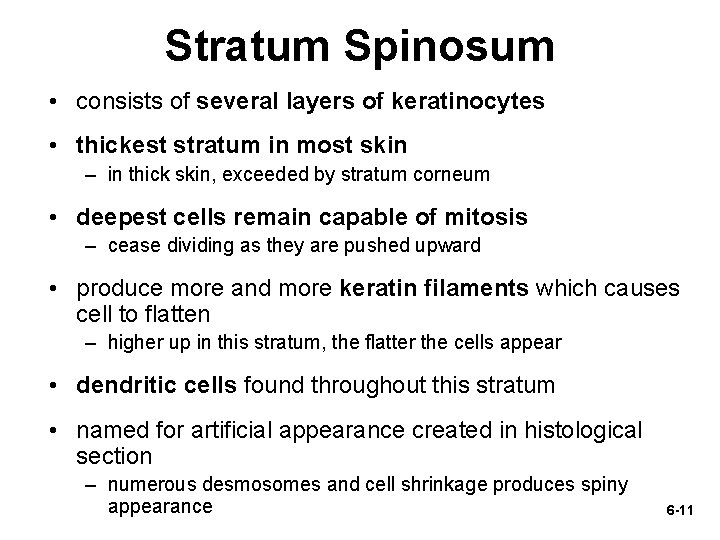 Stratum Spinosum • consists of several layers of keratinocytes • thickest stratum in most