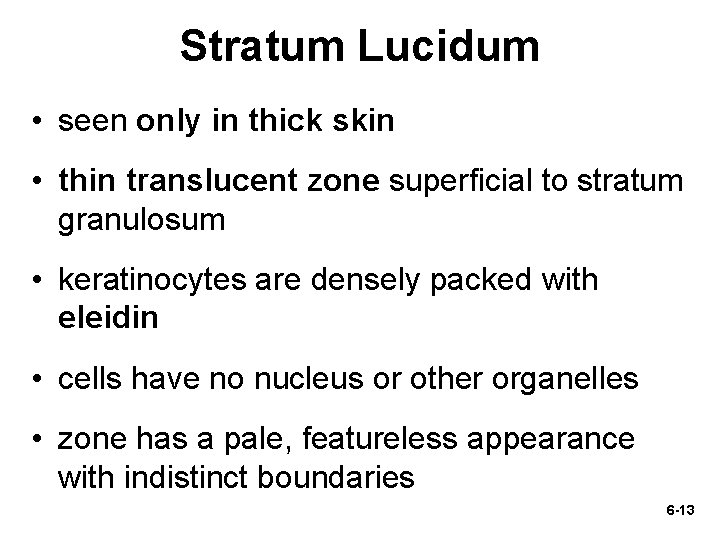 Stratum Lucidum • seen only in thick skin • thin translucent zone superficial to