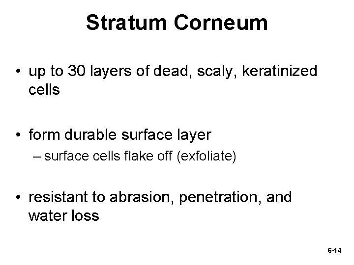 Stratum Corneum • up to 30 layers of dead, scaly, keratinized cells • form