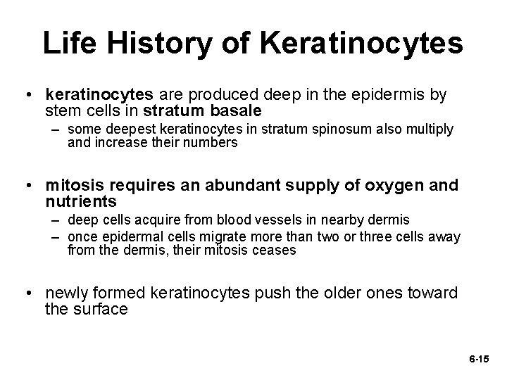 Life History of Keratinocytes • keratinocytes are produced deep in the epidermis by stem