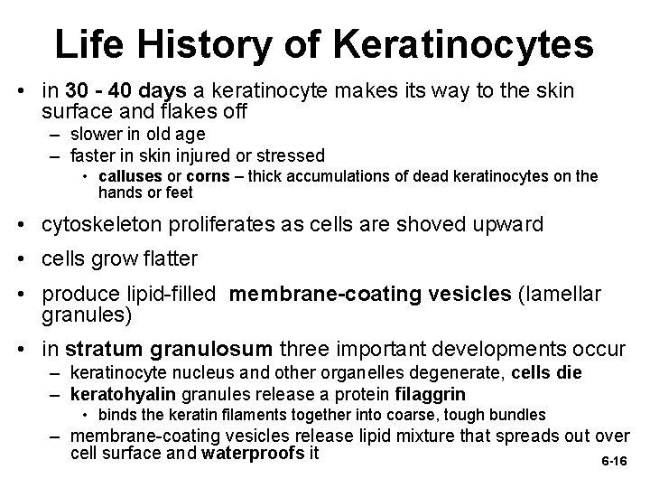 Life History of Keratinocytes • in 30 - 40 days a keratinocyte makes its