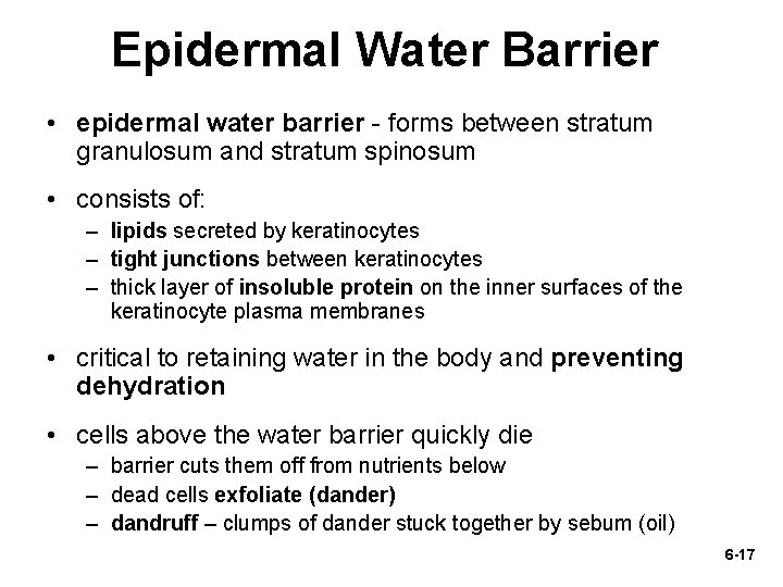 Epidermal Water Barrier • epidermal water barrier - forms between stratum granulosum and stratum