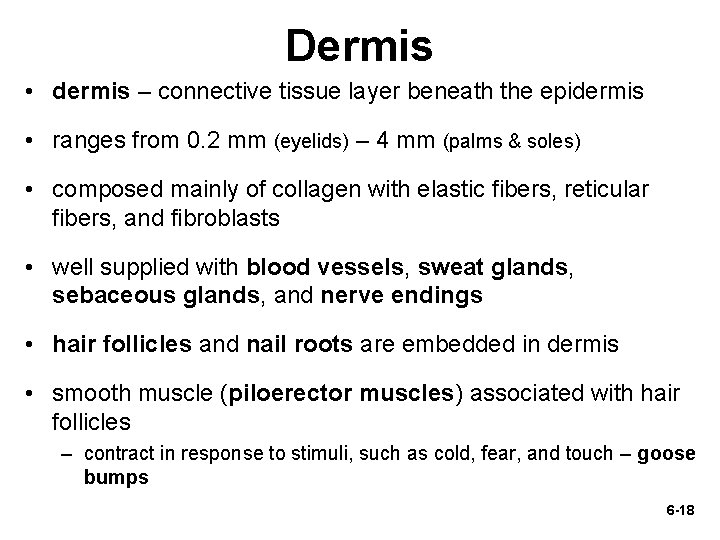 Dermis • dermis – connective tissue layer beneath the epidermis • ranges from 0.