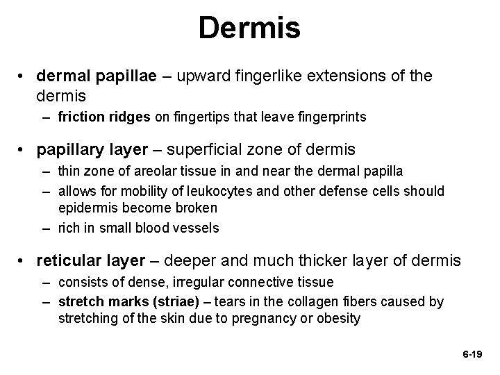 Dermis • dermal papillae – upward fingerlike extensions of the dermis – friction ridges