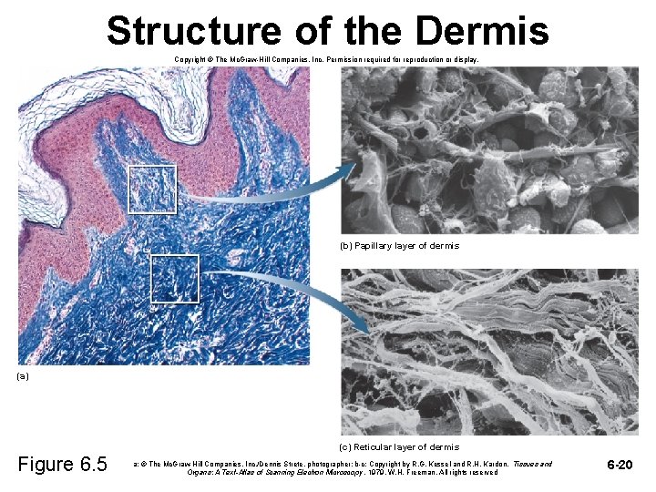 Structure of the Dermis Copyright © The Mc. Graw-Hill Companies, Inc. Permission required for