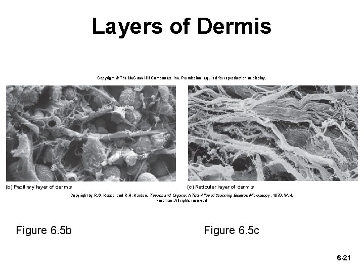 Layers of Dermis Copyright © The Mc. Graw-Hill Companies, Inc. Permission required for reproduction