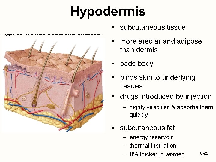 Hypodermis • subcutaneous tissue Copyright © The Mc. Graw-Hill Companies, Inc. Permission required for