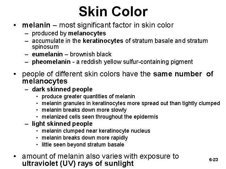 Skin Color • melanin – most significant factor in skin color – produced by