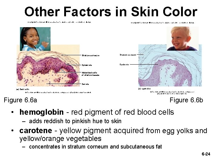 Other Factors in Skin Color Copyright © The Mc. Graw-Hill Companies, Inc. Permission required