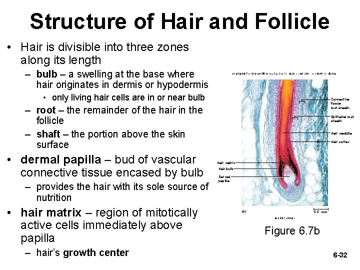 Structure of Hair and Follicle • Hair is divisible into three zones along its