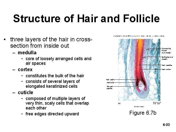 Structure of Hair and Follicle Copyright © The Mc. Graw-Hill Companies, Inc. Permission required